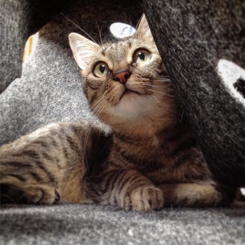 How To The Ripple Rug