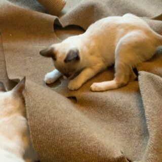 Introducing the Ripple Rug Cat Activity Mat • hauspanther